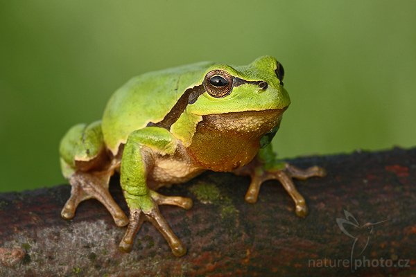 Rosnička zelená (Hyla arborea), Rosnička zelená (Hyla arborea), European tree frog, Autor: Ondřej Prosický | NaturePhoto.cz, Model: Canon EOS-1D Mark III, Objektiv: Canon EF 100mm f/2.8 Macro USM, Ohnisková vzdálenost (EQ35mm): 130 mm, stativ Gitzo 3540 LS + RRS BH55, Clona: 11, Doba expozice: 1/20 s, ISO: 640, Kompenzace expozice: -2/3, Blesk: Ne, Vytvořeno: 25. května 2008 6:18:45, Polanka nad Odrou (Česko)